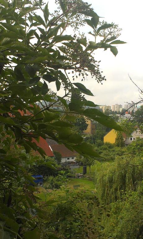 Apartman U Muzikanta Czeski Krumlow Zewnętrze zdjęcie
